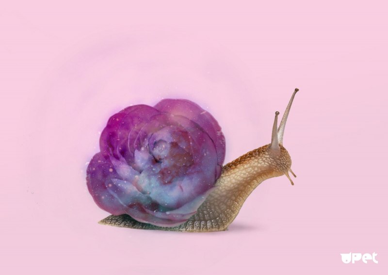 Улитка Priotrohatella stellata
