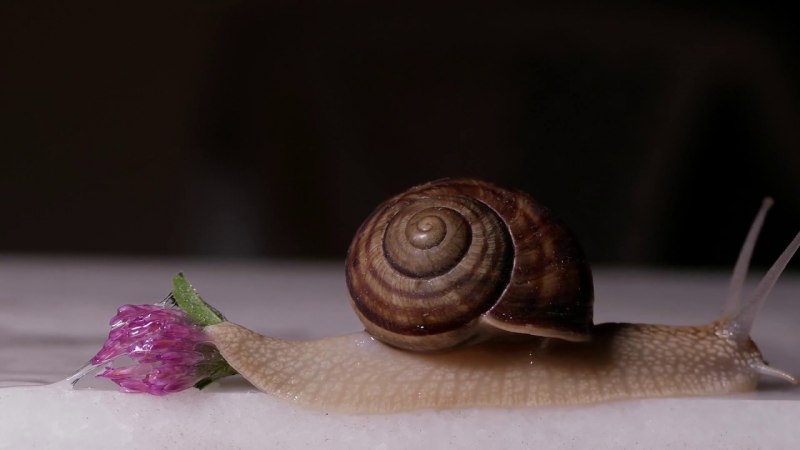 Яркие улитки