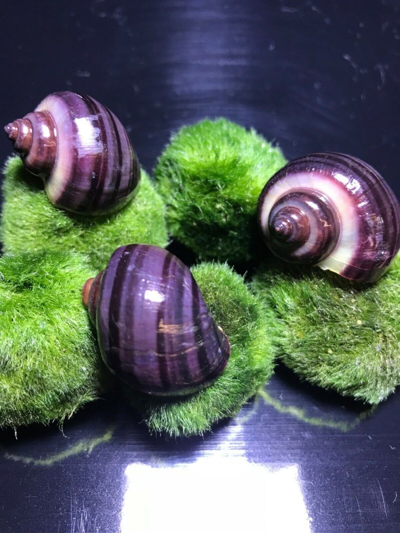 Ампулярия пурпурная Pomacea bridgesii Purple