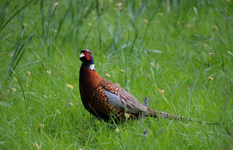 Silver Pheasant