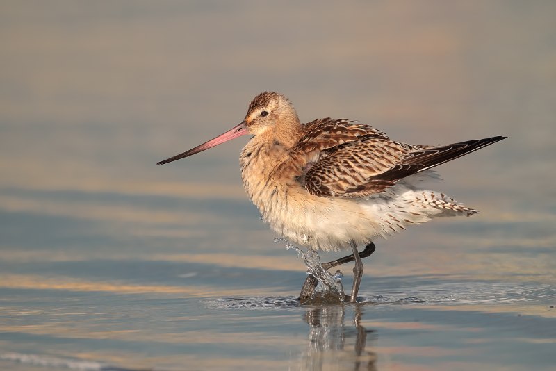 Большой веретенник - Limosa Limosa