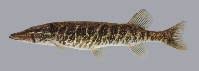 Esox americanus americanus