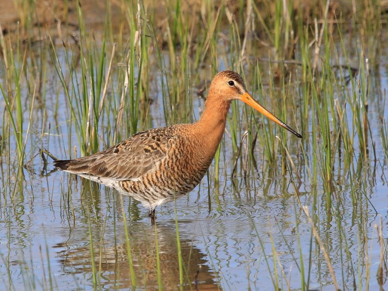 Большой веретенник - Limosa Limosa