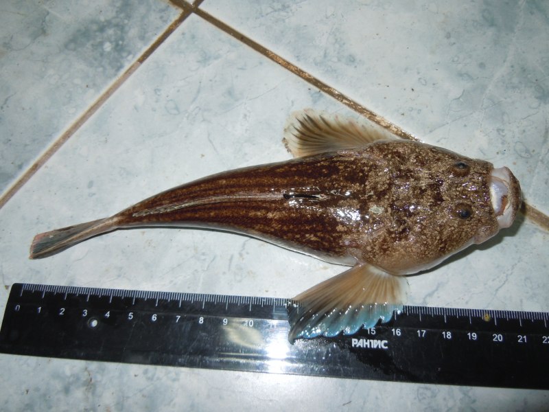 Голец barbatula