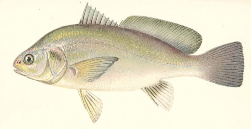 Plagioscion squamosissimus