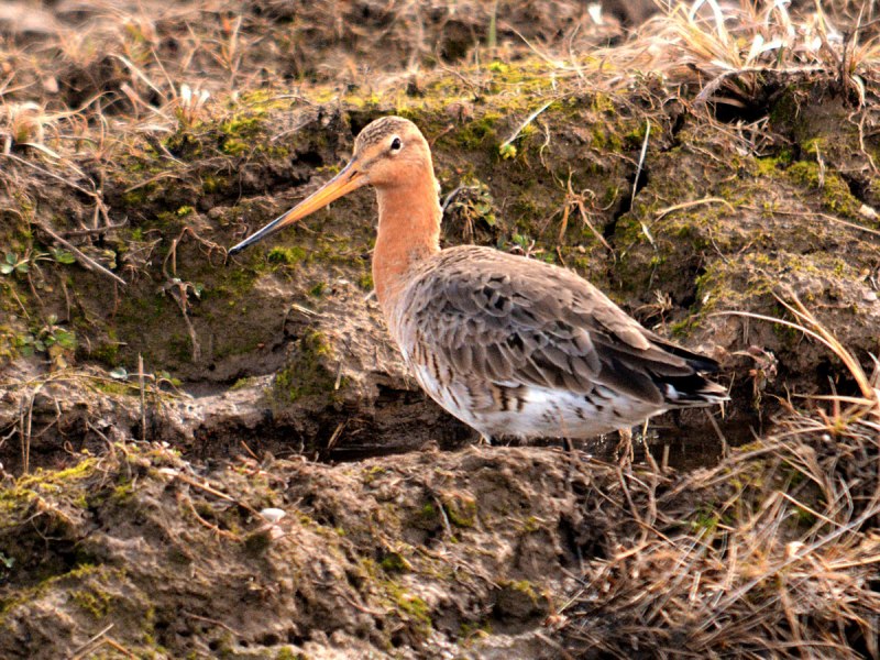 Limosa Limosa самец