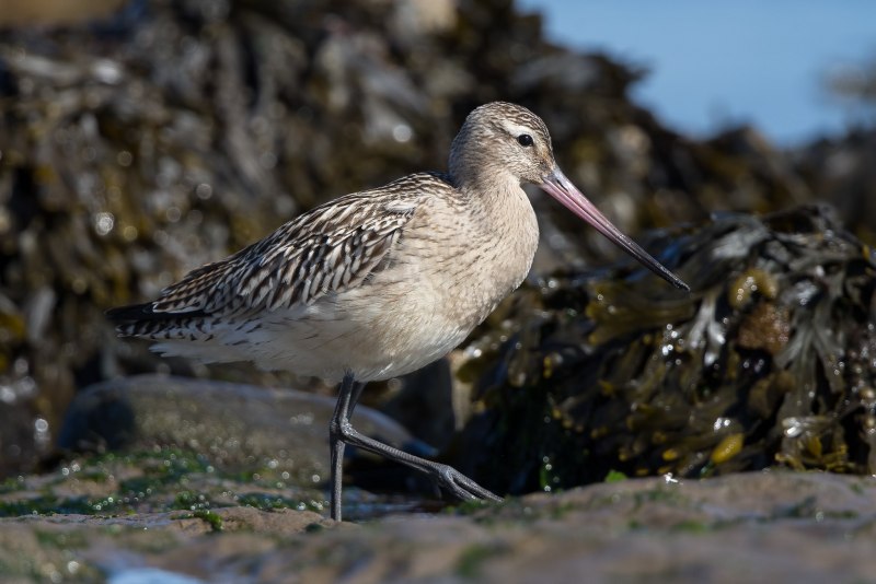 Limosa Кулик