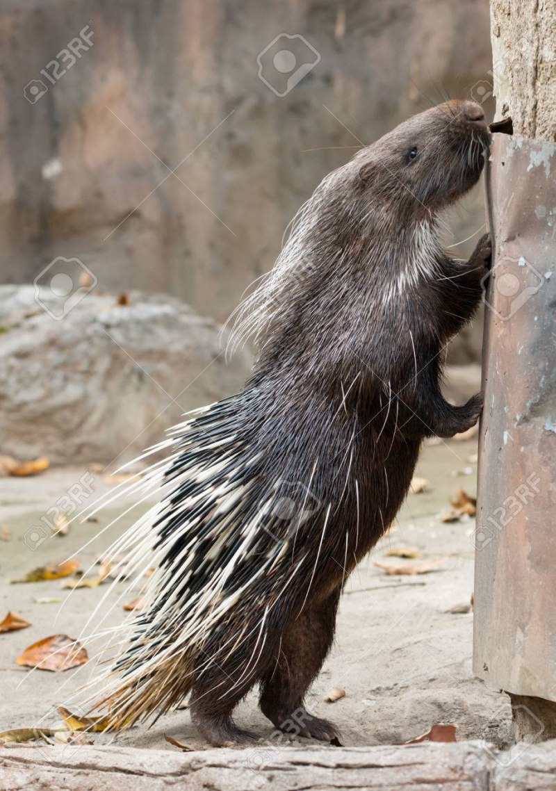 Дикобраз hystrix cristata