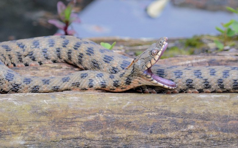 Водяной уж (Natrix tessellata)