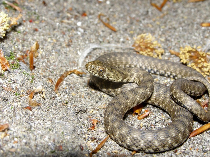 Водяной уж (Natrix tessellata)