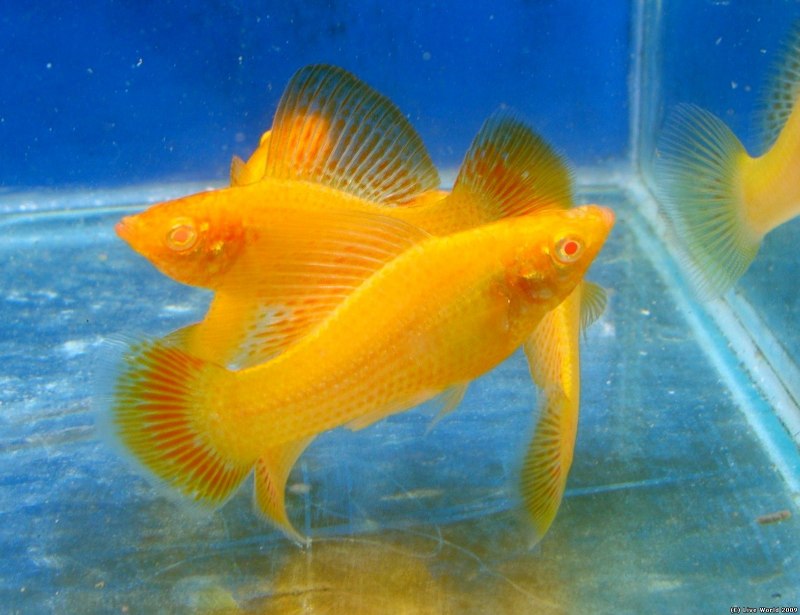 Poecilia velifera