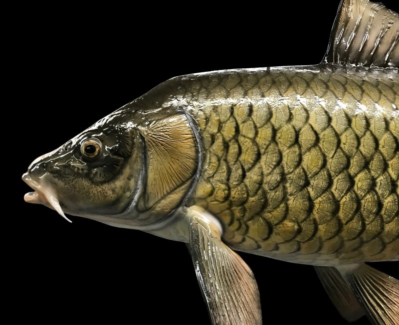 Сазан (= Карп обыкновенный) – Cyprinus Carpio