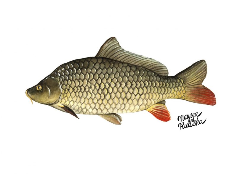 Сазан (Cyprinus Carpio)