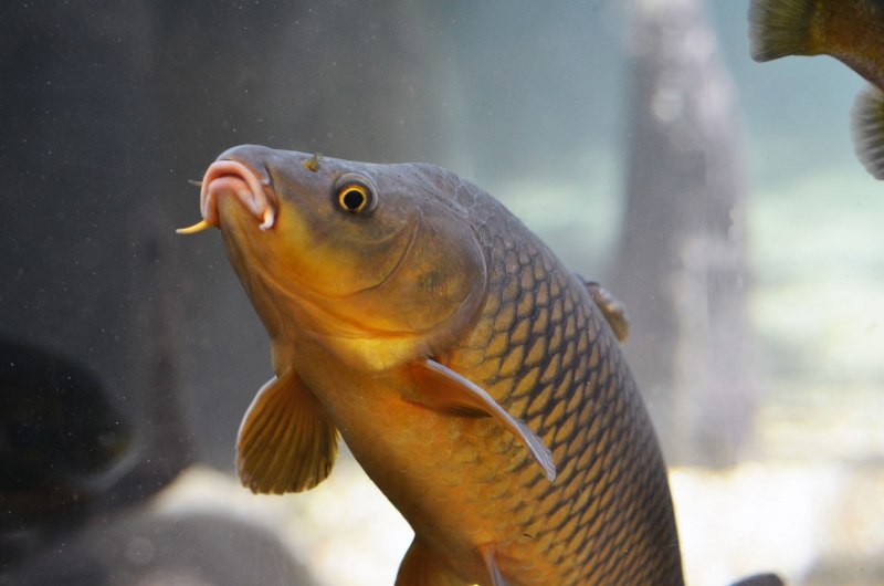 Сазан (Cyprinus Carpio)