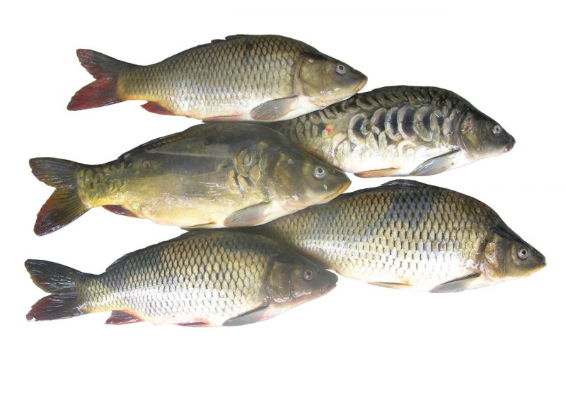 Карп (Cyprinus Carpio)