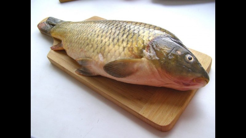 Сазан (Cyprinus Carpio)