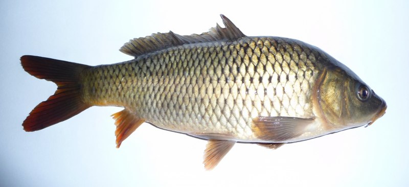 Карп обыкновенный – Cyprinus Carpio
