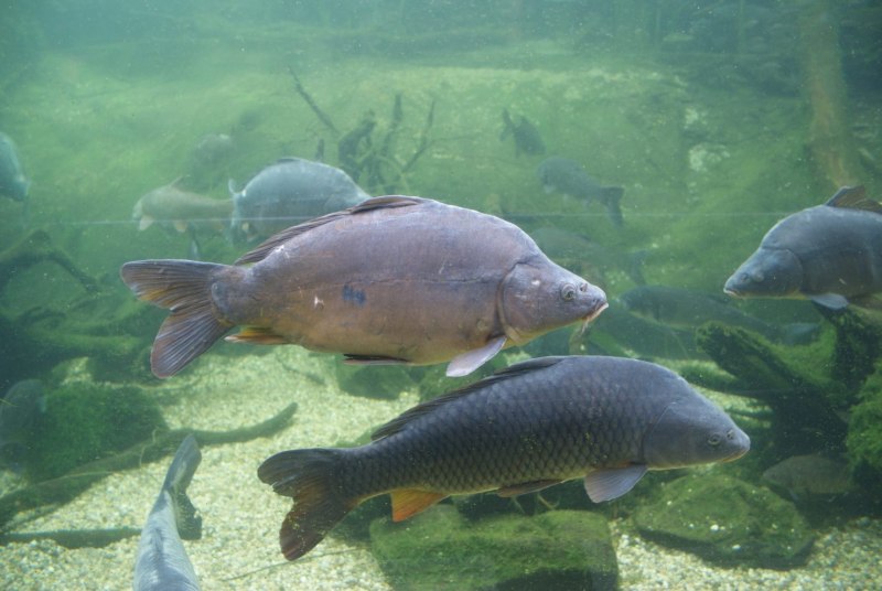 Карп (Cyprinus Carpio)