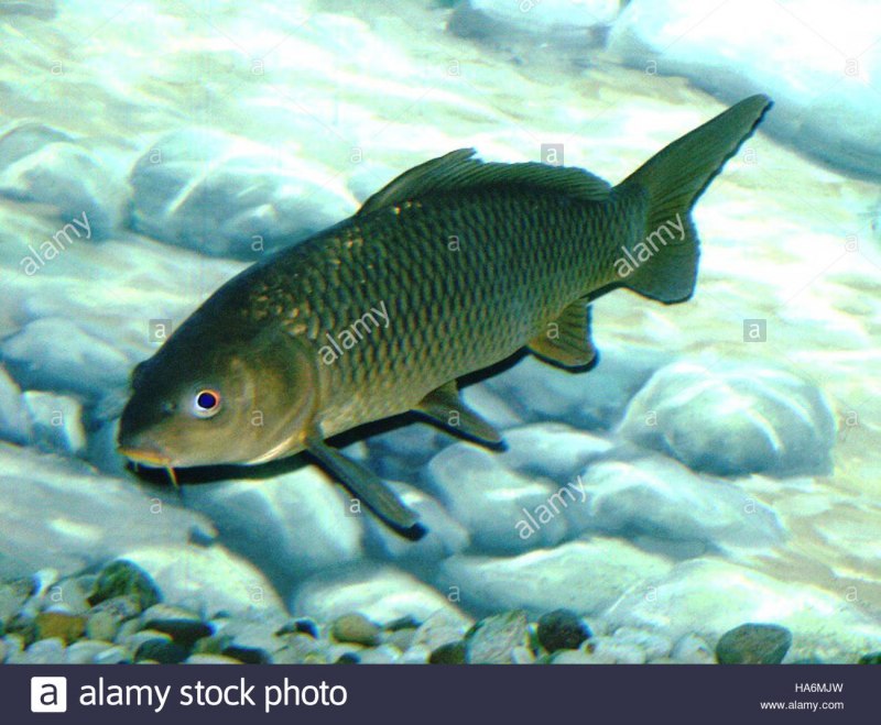 Сазан (= Карп обыкновенный) – Cyprinus Carpio