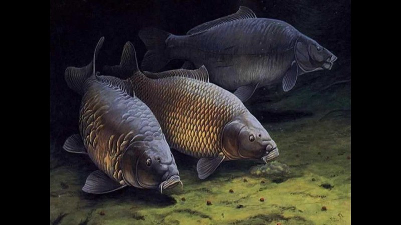 Карп обыкновенный – Cyprinus Carpio