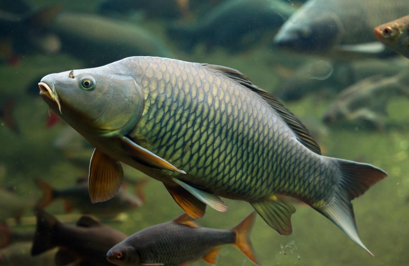 Карп (Cyprinus Carpio)