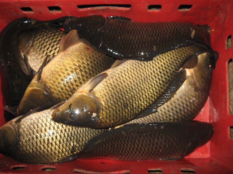 Карп (Cyprinus Carpio)