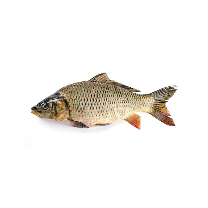 Карп обыкновенный – Cyprinus Carpio