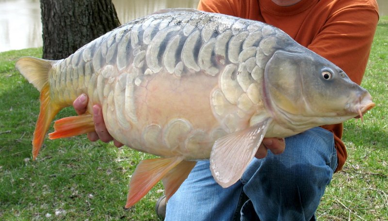 Сазан (Cyprinus Carpio)