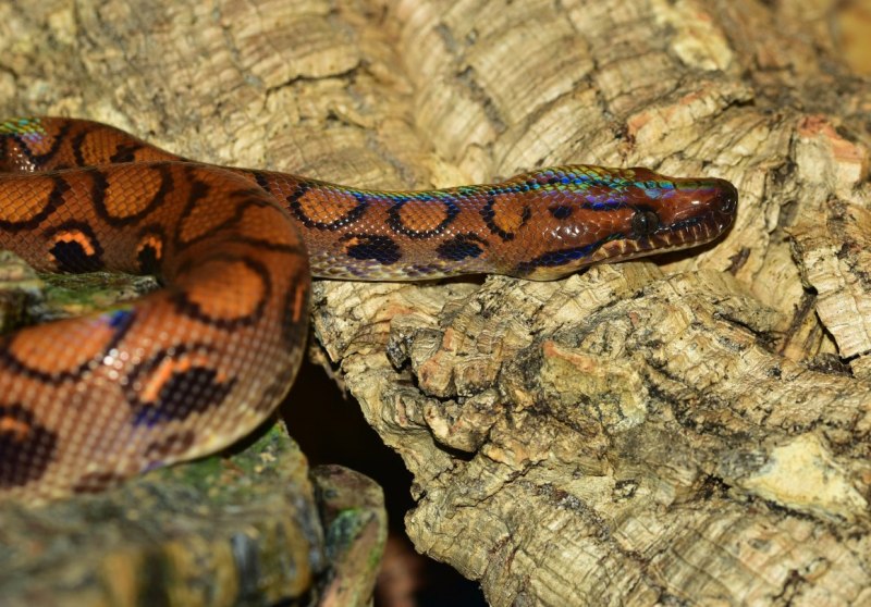Удав boa Constrictor
