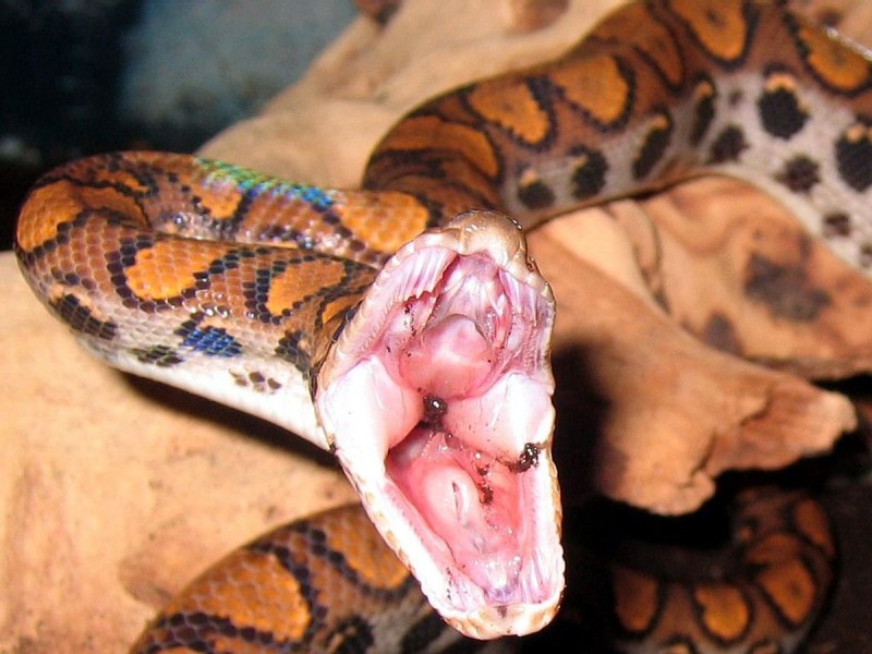 Белогубый питон (Bothrochilus albertisii)
