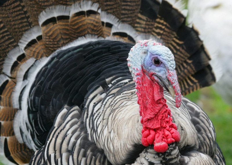 Meleagris gallopavo