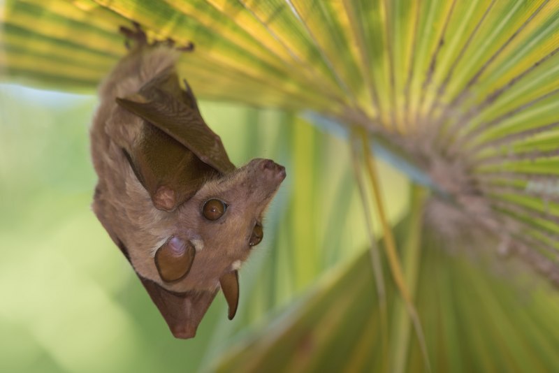 Rousettus aegyptiacus