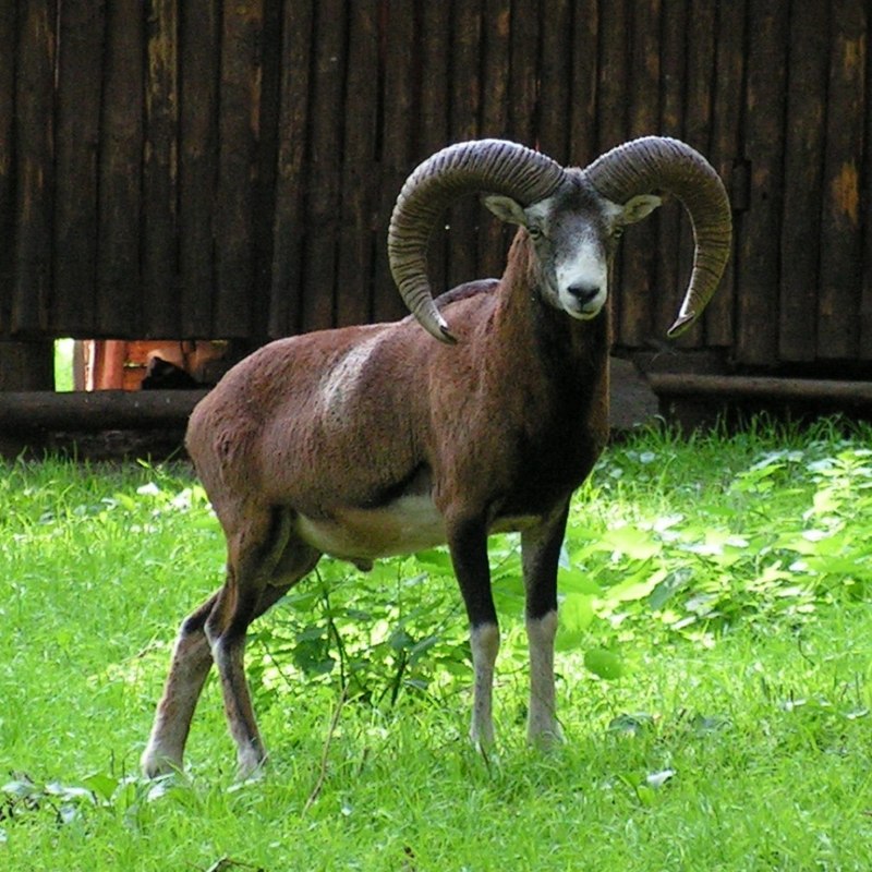 Дикий баран муфлон