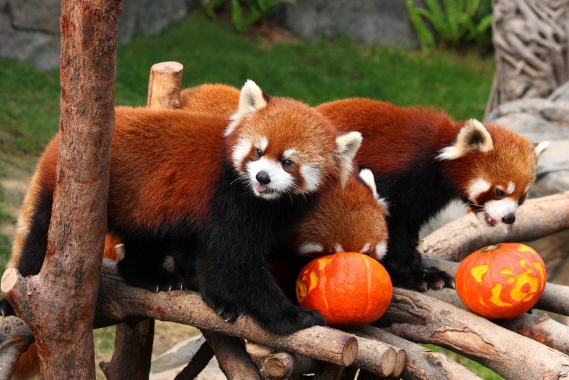 Китайская красная панда (57 фото)