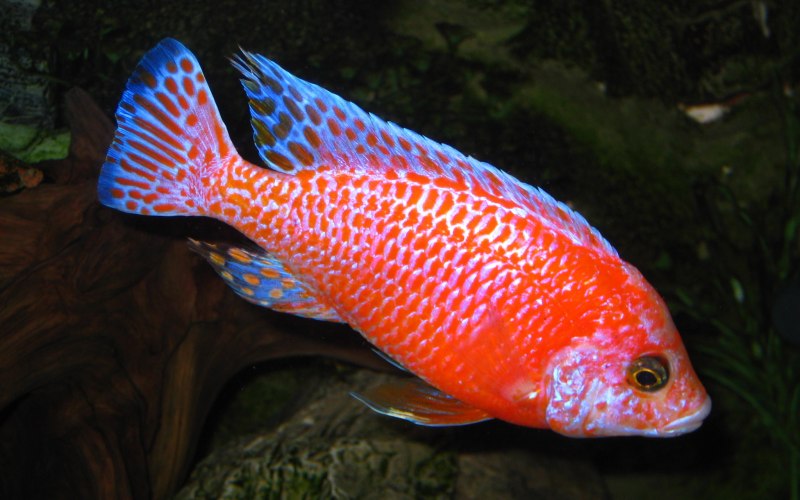 Aulonocara SP. 'Lwanda'