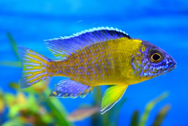 Аулонокара Fire Fish Ice
