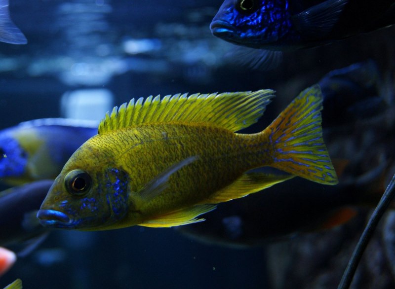 Хромис зеленый Chromis viridis