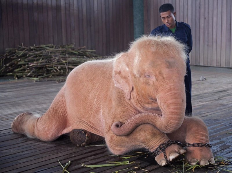 Albino Elephant
