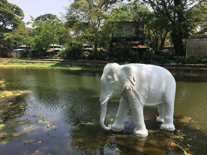 Elephas Maximus / азиатский слон