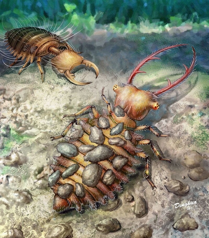 Trypocalliphora braueri