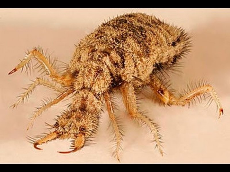 как выглядит личинка муравьиного льва (65 фото)