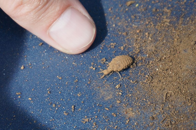 Муравьиный Лев Пятнокрылый (Distoleon tetragrammicus