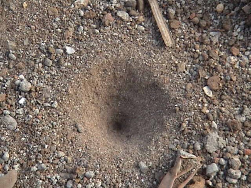 Myrmeleon formicarius