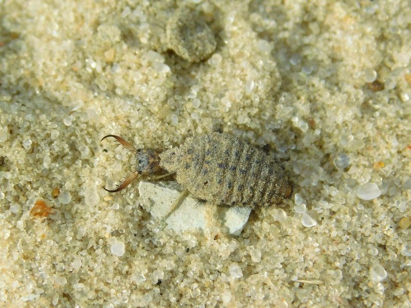 Myrmeleon formicarius