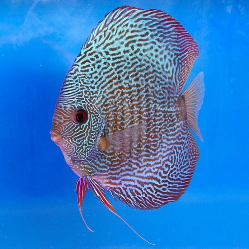Turquoise rouge Дискус