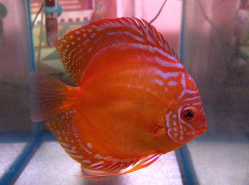 Дискус Red Alenquer
