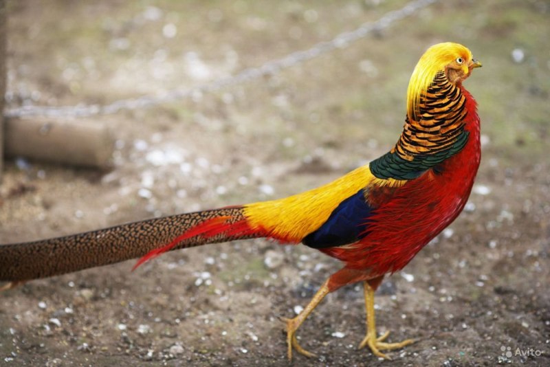 Yellow Pheasant
