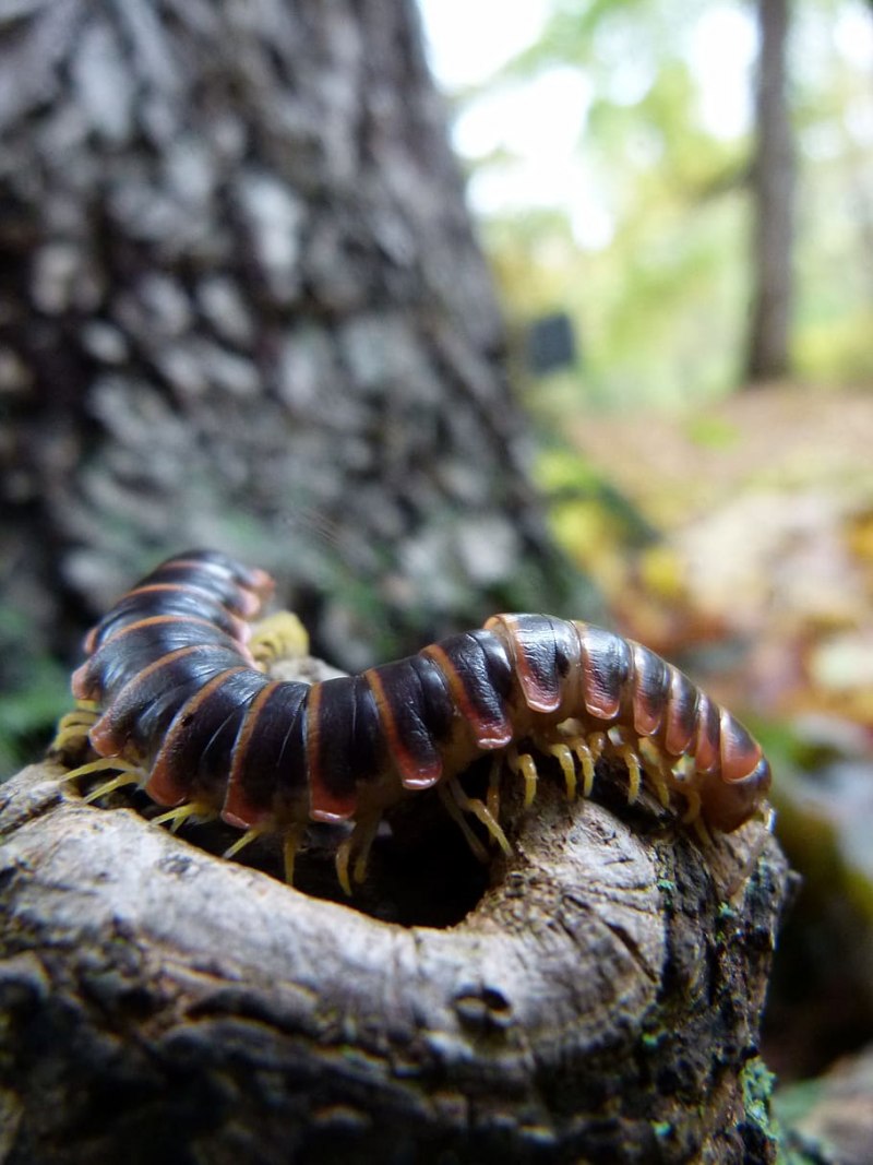 Обыкновенная костянка-Lithobius forficatus
