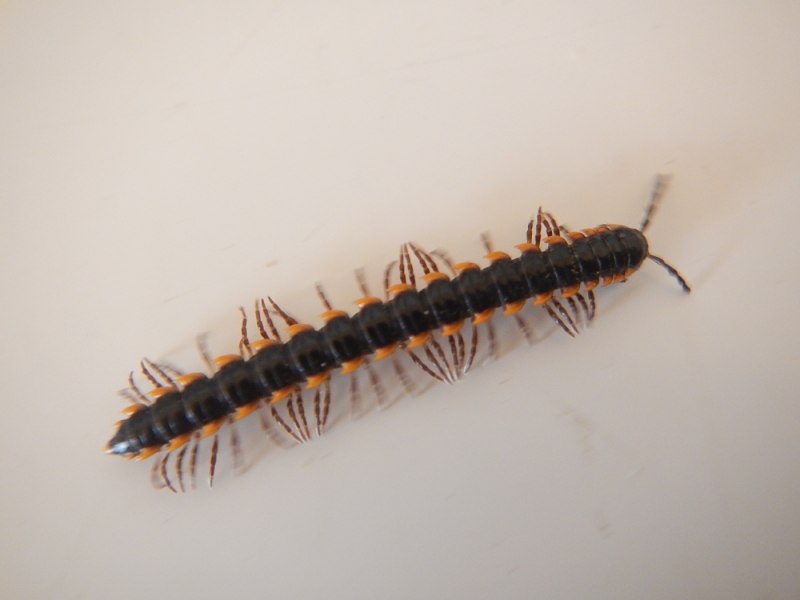 Радиоуправляемая многоножка Scolopendra