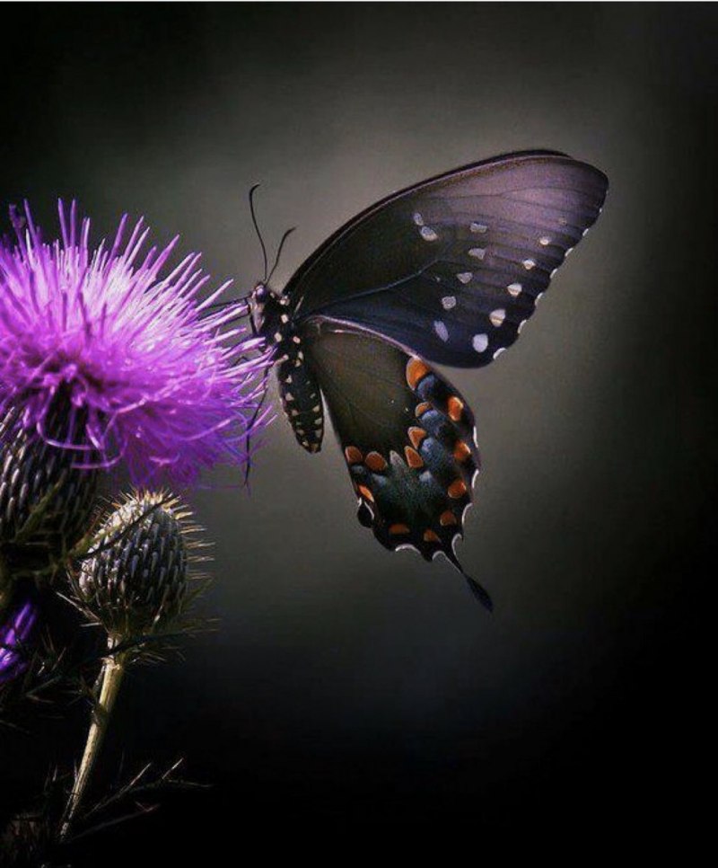 Purple Hairstreak бабочка